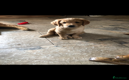 Golden Retriever dogs for sale: Beautiful Health Tested Puppies  - Image 11