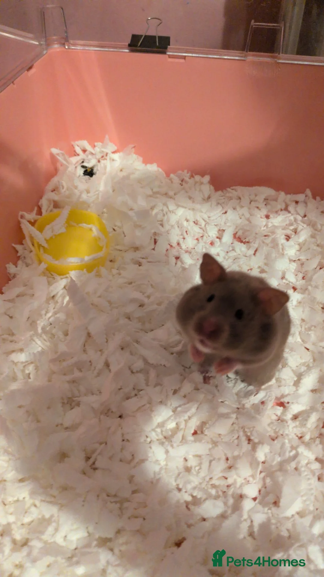Hamster rodents for sale: Beautiful dove female Syrian hamster  - Advert 4