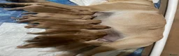 Labrador Retriever dogs for sale: Labrador retriever puppies in Saint Austell - Advert 10