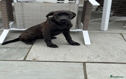 Cane Corso dogs for sale: Cane corso girl pup FULLY VACCINATED  - Image 3