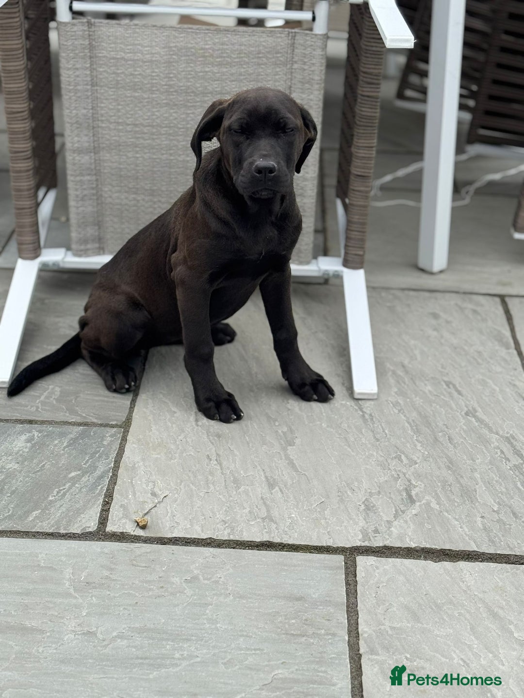 Cane Corso dogs for sale: Cane corso girl pup FULLY VACCINATED  - Image 3