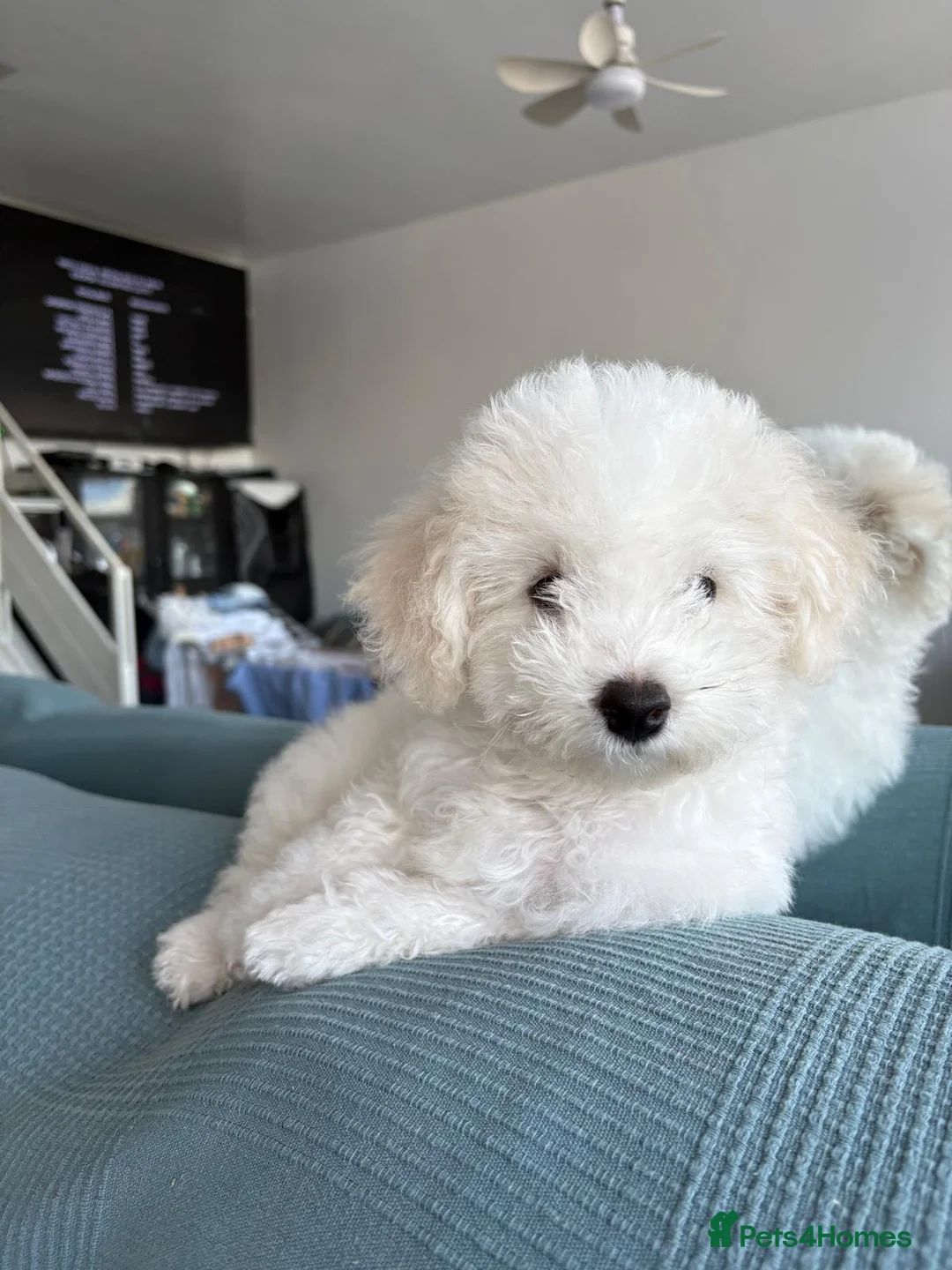 Bichon Frise dogs for sale: Bichon frise  - Advert 8