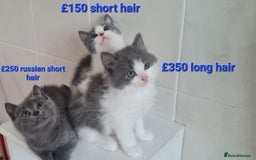 Russian Blue cats for sale: Beautiful Russian Blue Kittens  - Image 1