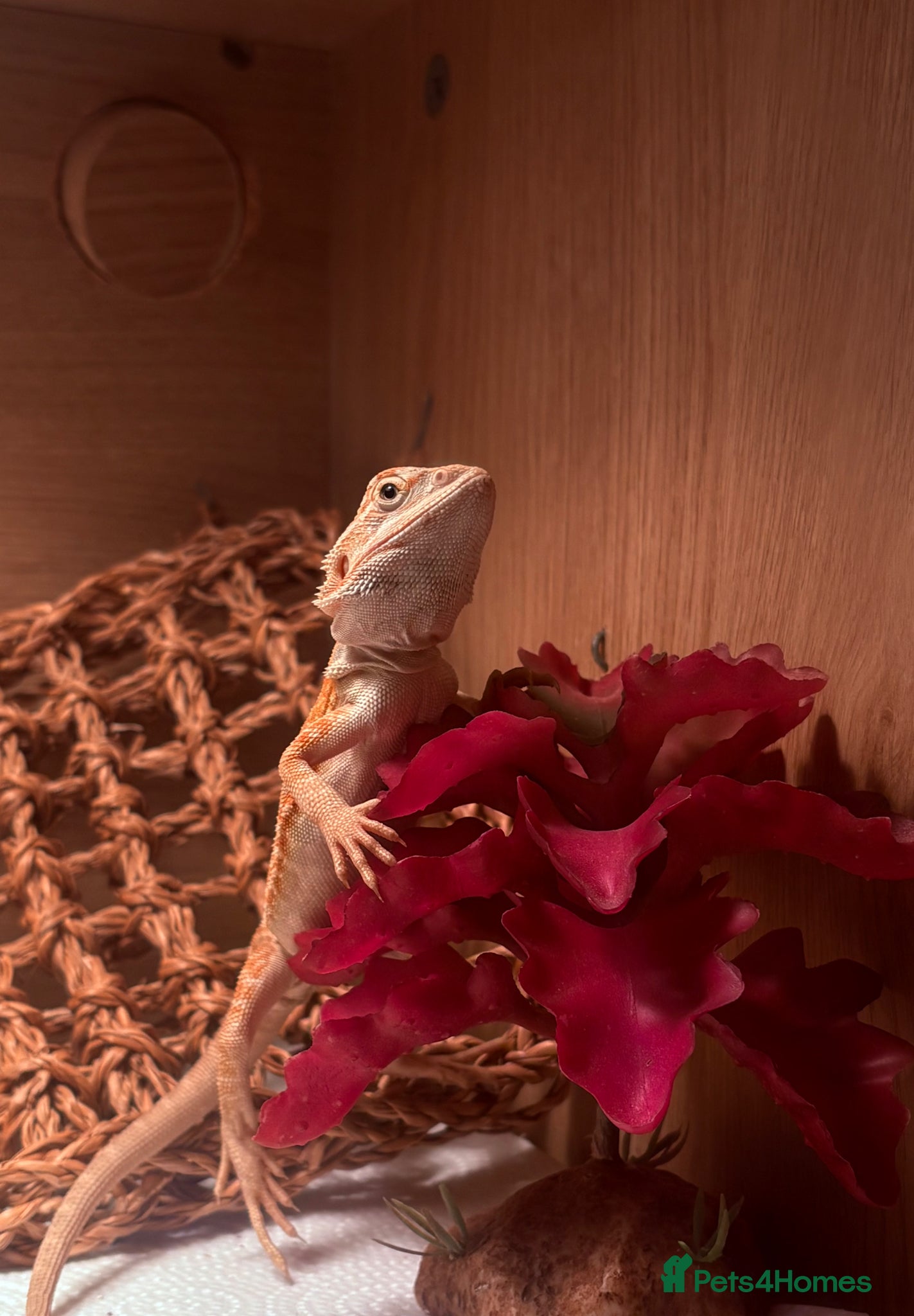 Bearded Dragon reptiles Bearded dragon  - Advert 1