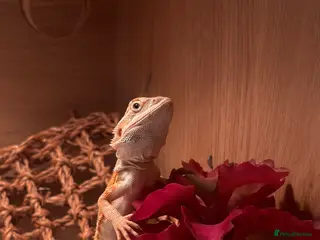 Bearded Dragon reptiles Bearded dragon - Advert 1