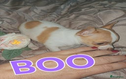 Chihuahua dogs for sale: Chihuahua pups stunning - Image 14
