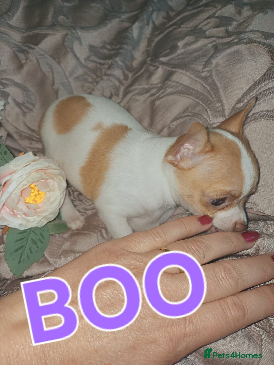 Chihuahua dogs for sale: Chihuahua pups stunning - Image 14