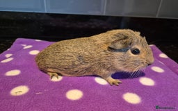 Guinea Pig rodents for sale: Baby guinea pigs  - Advert 1