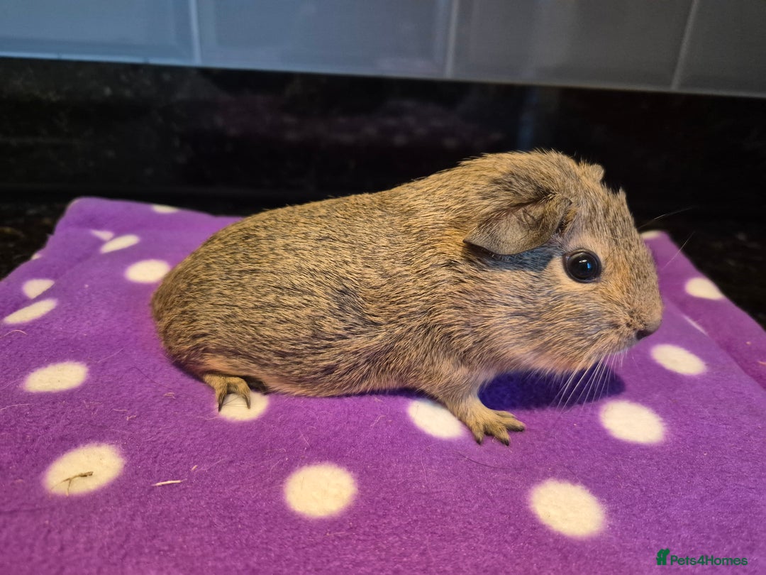 Guinea Pig rodents for sale: Baby guinea pigs  - Advert 1