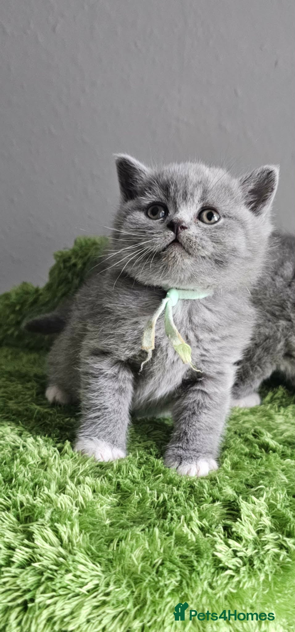 British Shorthair cats LAST BOY BSH Champion Bloodline GCCF - Advert 2