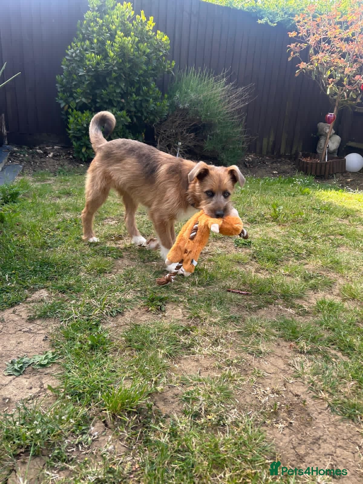 Mixed Breed dogs for adoption: Roger  in Milton Keynes - Advert 9