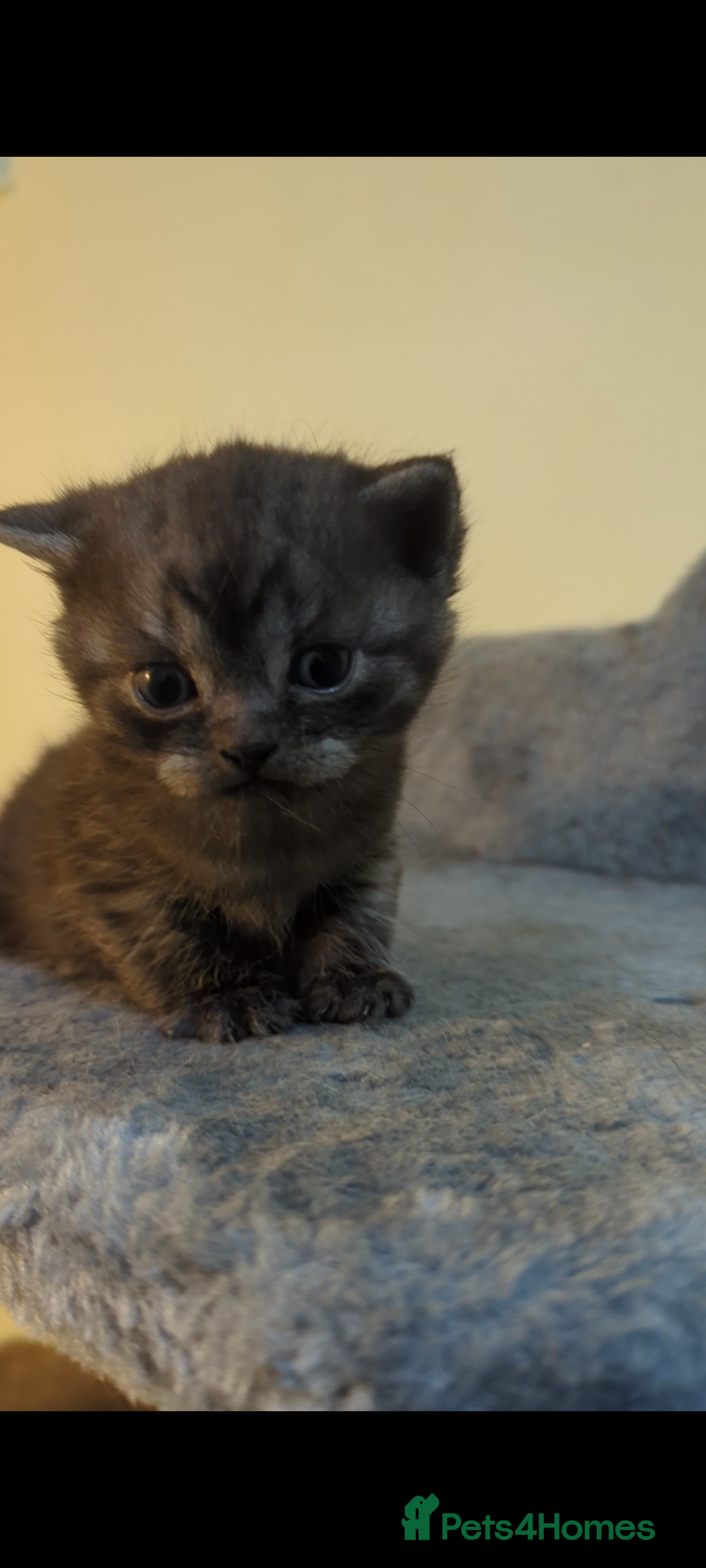 British Shorthair cats for sale:  🐾 BSH Blue,Chocolate& Tabby– Whiskers Kittens 🐾 - Image 21