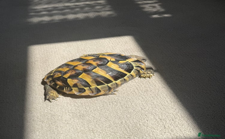 Hermann Tortoise reptiles Hermann tortoise  - Advert 2