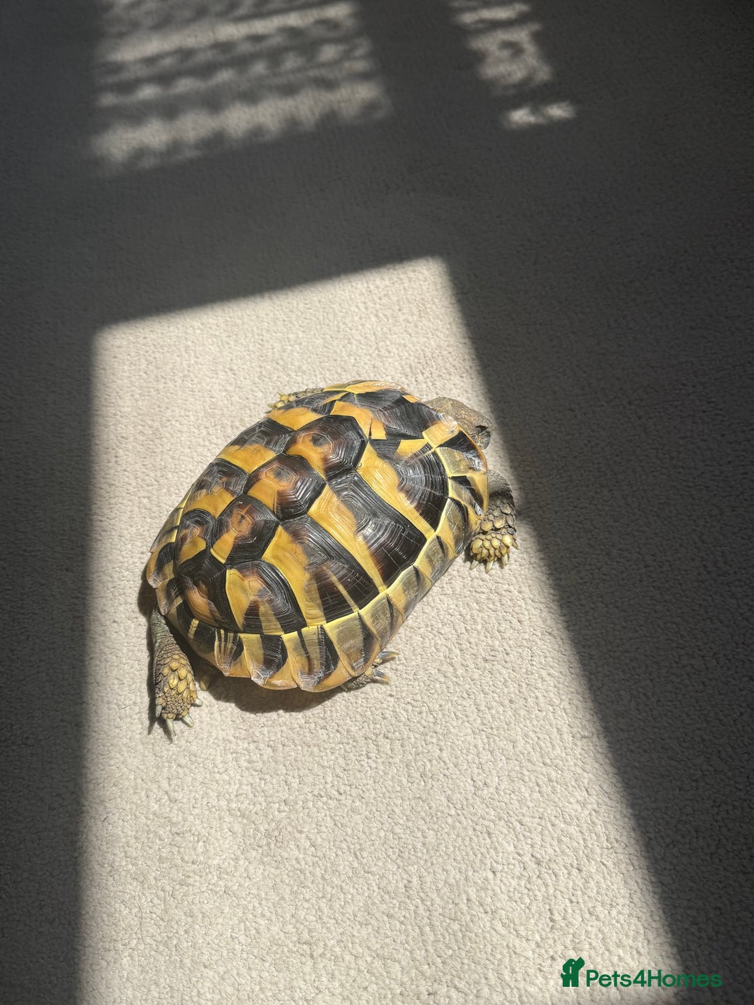 Hermann Tortoise reptiles for sale: Hermann tortoise  - Advert 1