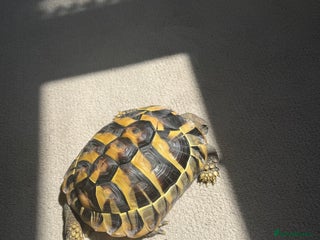 Hermann Tortoise reptiles Hermann tortoise - Advert 10