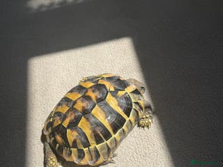 Hermann Tortoise reptiles Hermann tortoise - Advert 7