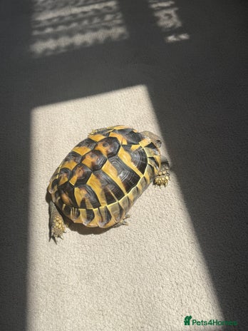 Hermann Tortoise reptiles Hermann tortoise - Advert 2
