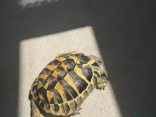 Hermann Tortoise reptiles Hermann tortoise - Advert 6
