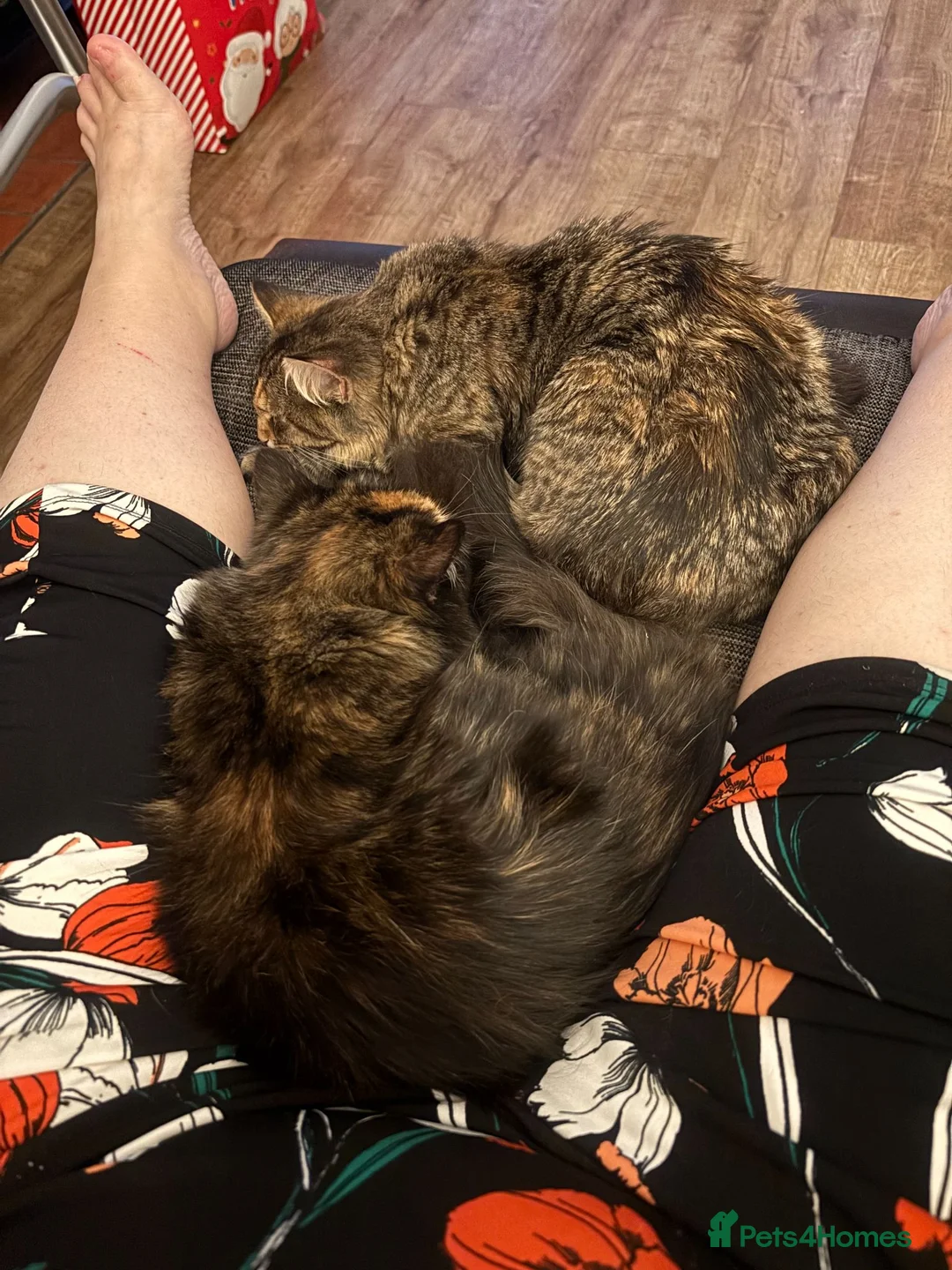Mixed Breed cats for sale: 🐾 Forever Home Wanted for Tabitha & Matilda 🐾 in Mansfield - Advert 7