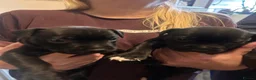 Staffordshire Bull Terrier dogs for sale: Staffy pups - Advert 2