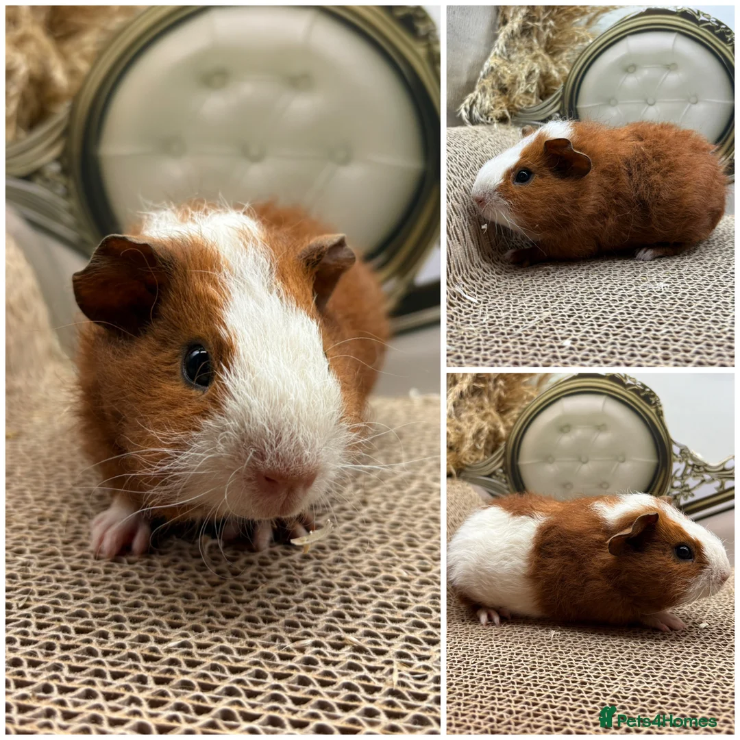 Guinea Pig rodents for sale: Multiple Piggy’s for sale ☺️ - Advert 1