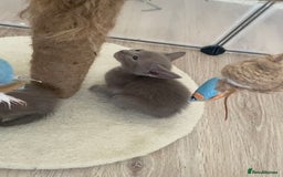 Mixed Breed cats for sale: Oriental X Siamese kittens  - Image 8