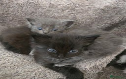 Nebelung cats for sale: 5 stunning nebelung kittens for sale.  - Image 1