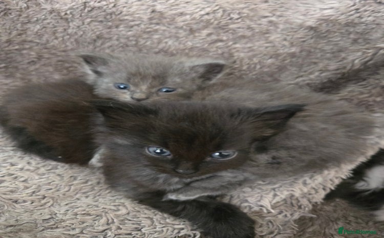 Nebelung cats - Advert 1