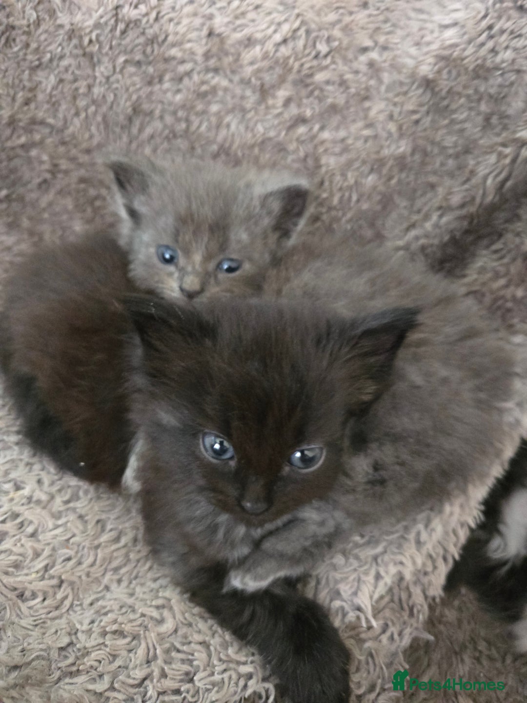 Nebelung cats for sale: 5 stunning nebelung kittens for sale.  - Image 1