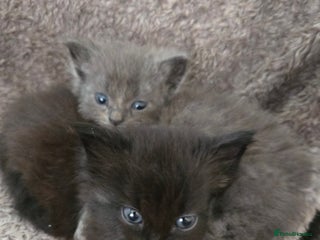 Nebelung cats - Advert 2