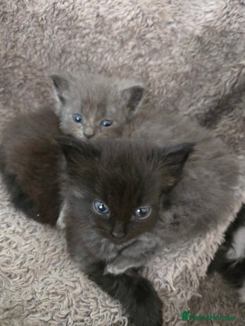 Nebelung cats - Advert 2