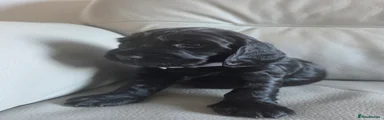 Cocker Spaniel 5