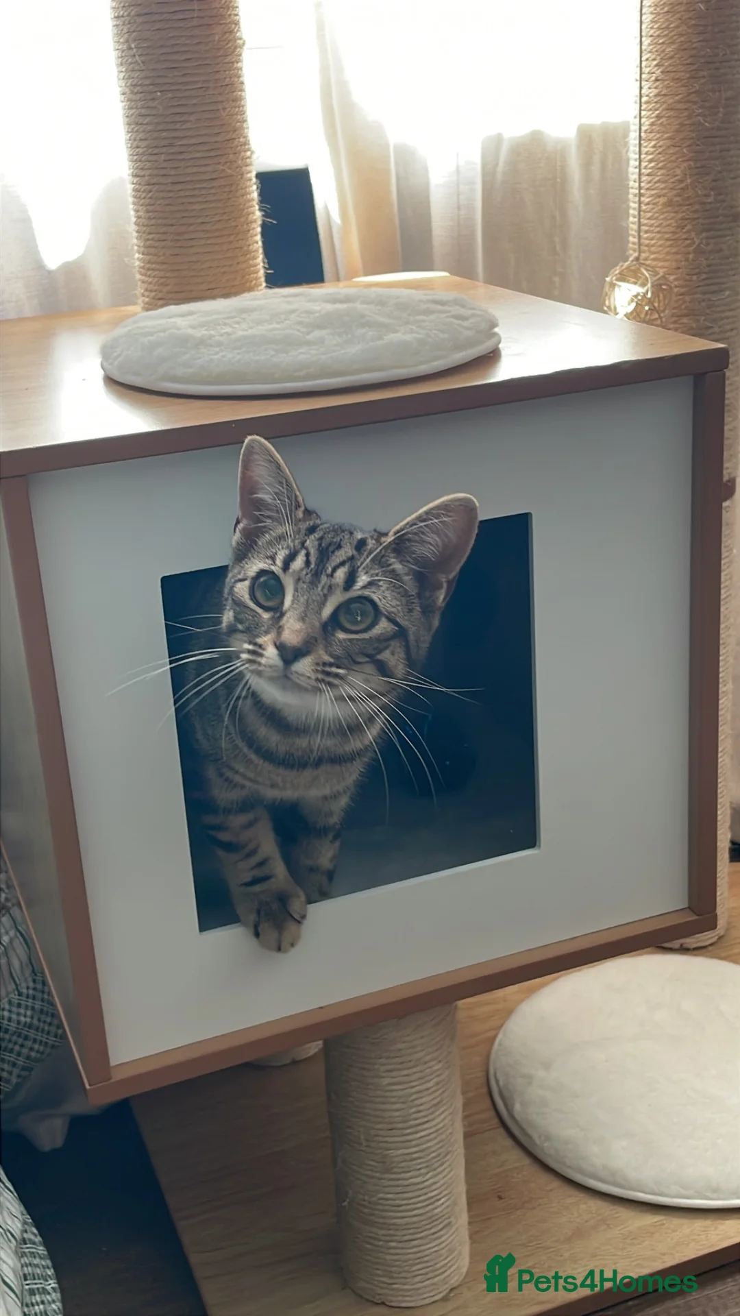 Domestic Shorthair cats for adoption: Lula, chatty 9 month old girl  - Advert 2