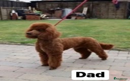 Cockapoo dogs for sale: Cockapoo (READY TO GO NOW) - Image 5