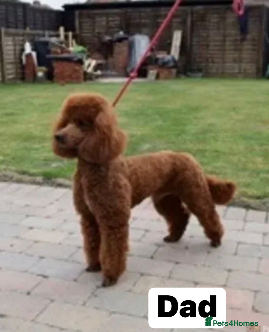 Cockapoo dogs for sale: Cockapoo (READY TO GO NOW) - Image 5