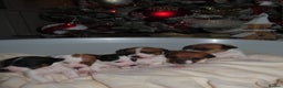 Jack Russell dogs for sale: 🐾 Traditional Jack Russel puppies 🐾 - Advert 6