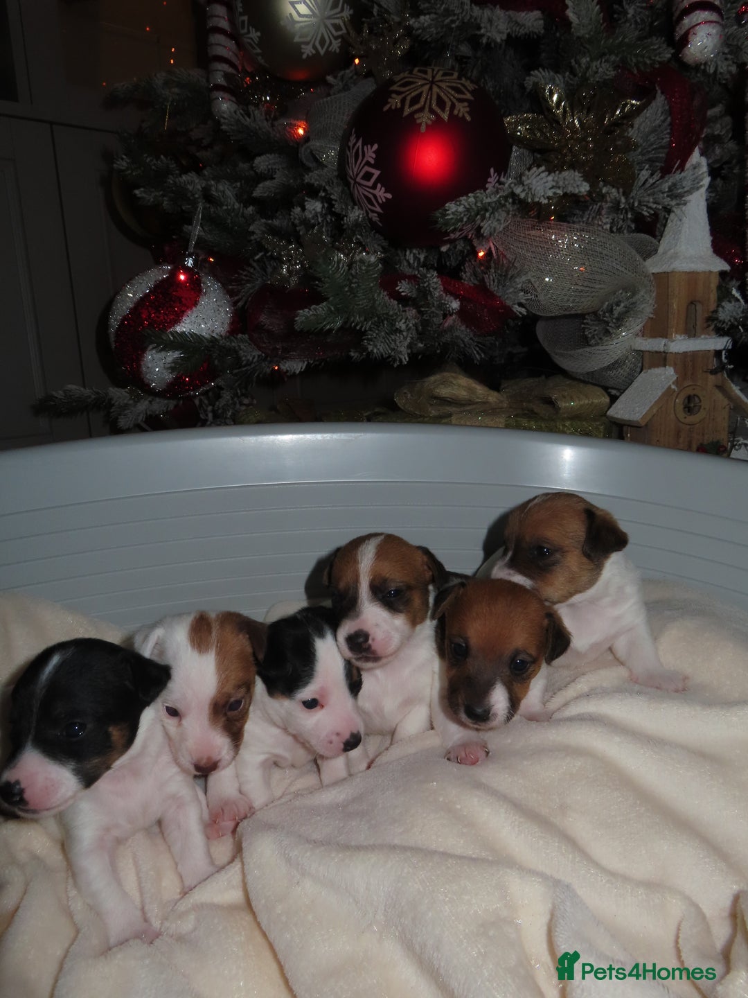 Jack Russell dogs for sale: 🐾 Traditional Jack Russel puppies 🐾 - Advert 6