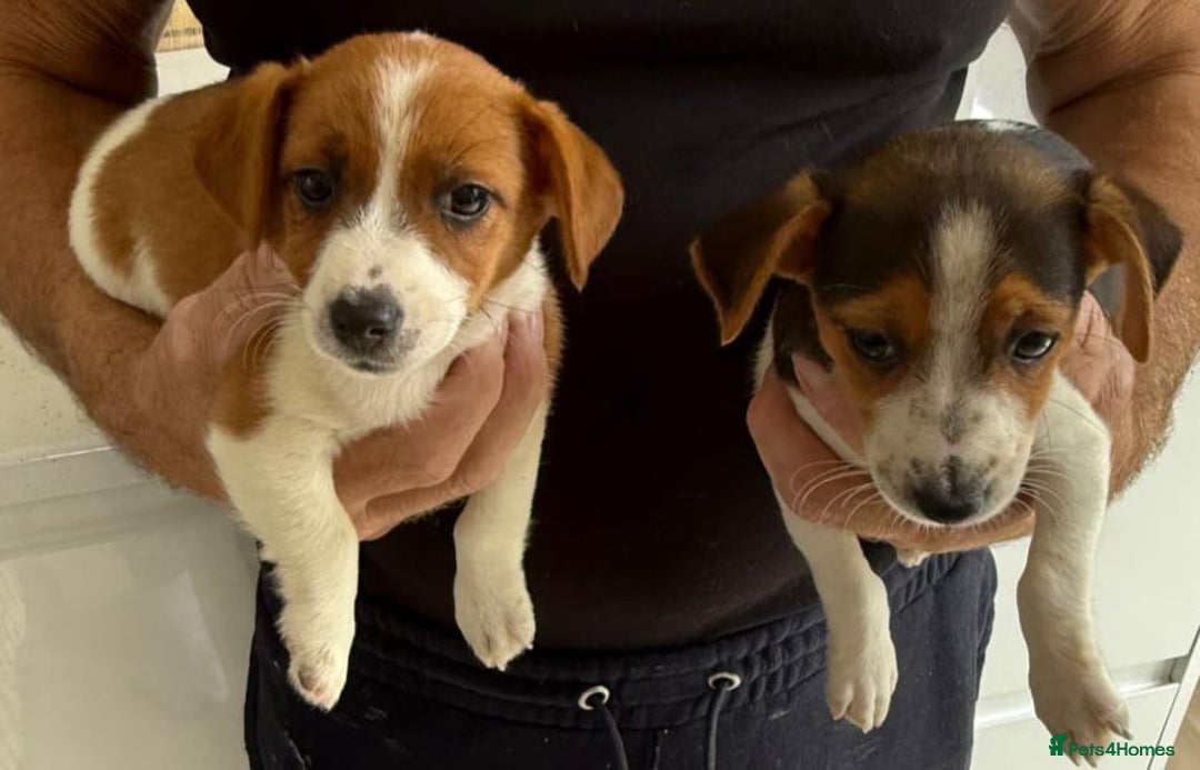 Jack Russell dogs for sale: Full breed jack Russell puppies for sale - Image 12