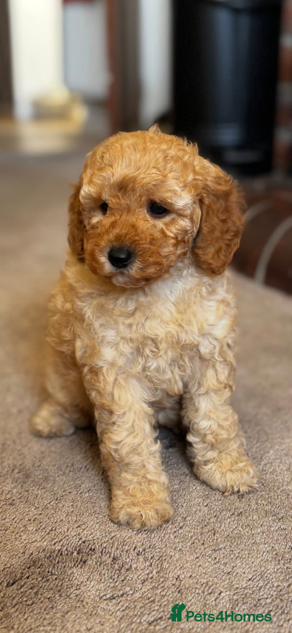 Cockapoo dogs F1b Golden Cockapoos 5 star health tested - Advert 8