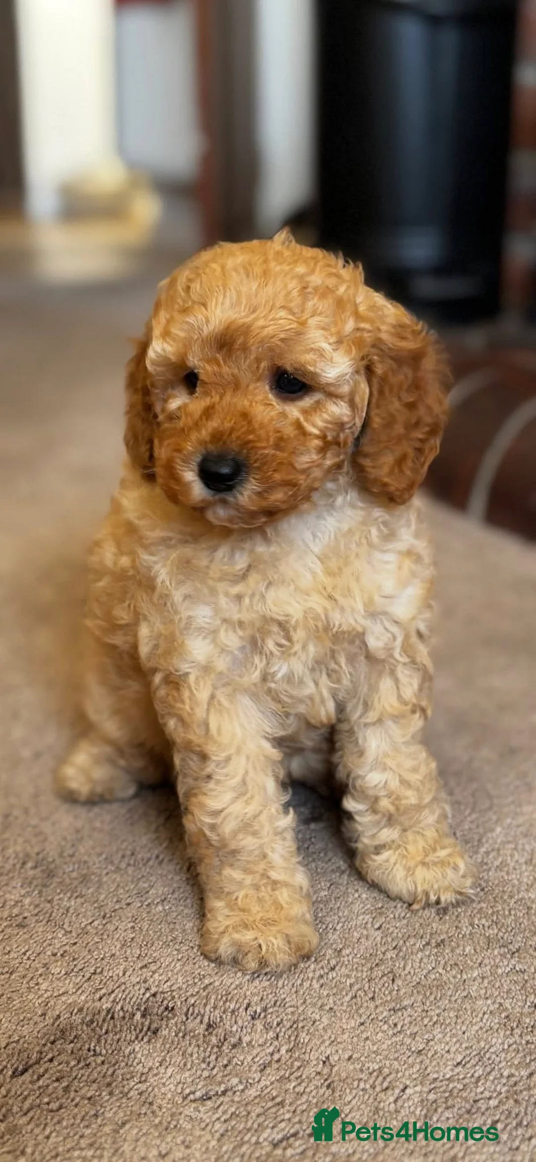 Cockapoo dogs for sale: F1b Golden Cockapoos 5 star health tested - Advert 2