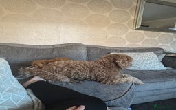 Cockapoo dogs for sale: F1 Cockapoo puppy’s  - Image 4