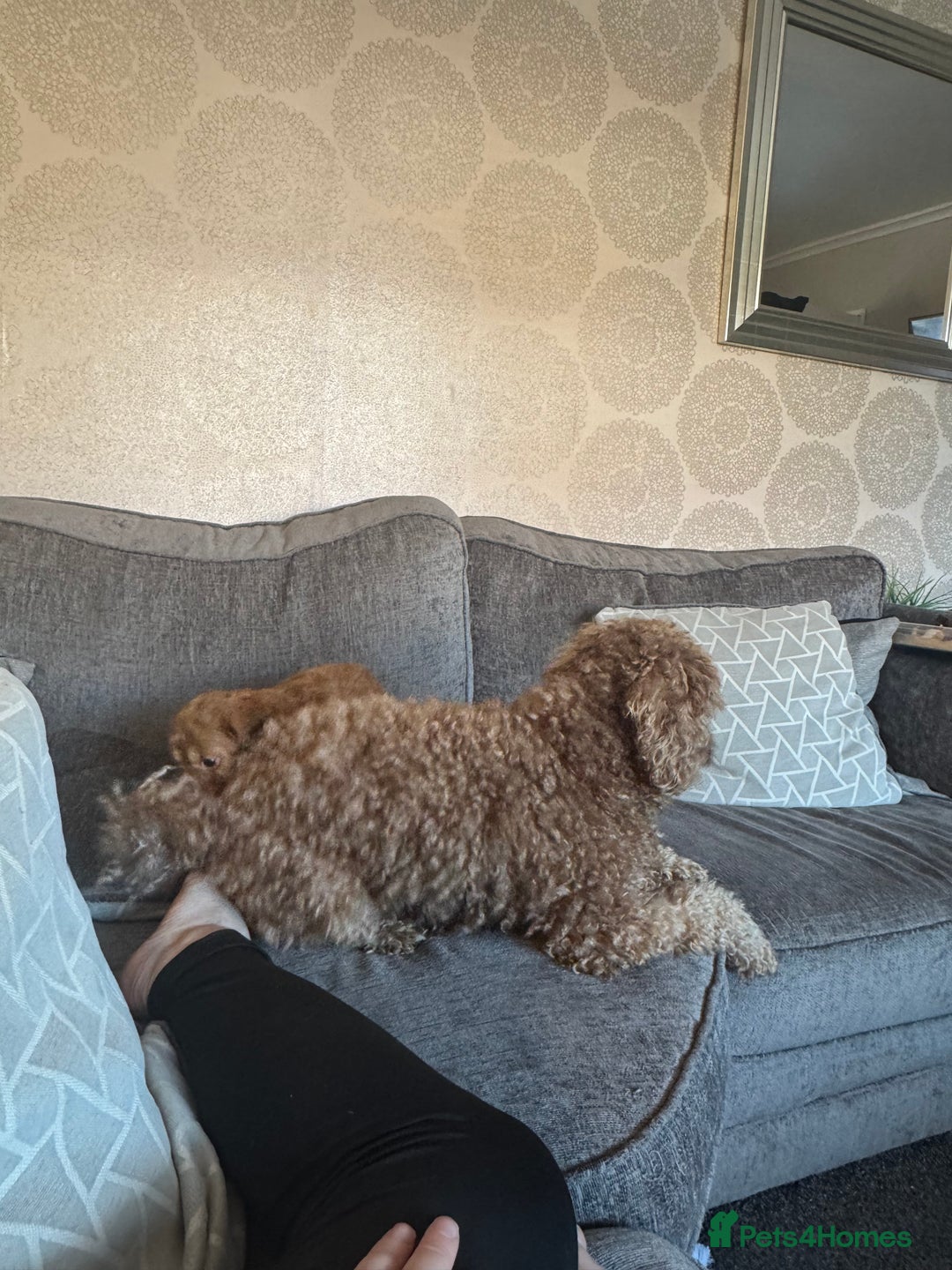 Cockapoo dogs for sale: F1 Cockapoo puppy’s  - Image 4