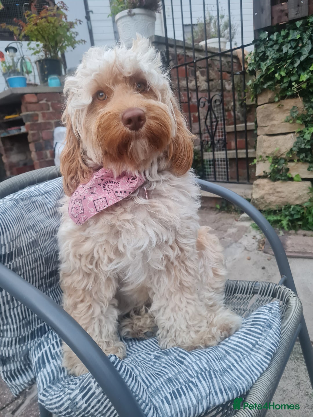 Cockapoo dogs for sale: Stunning F2 cockapoo puppies  - Image 12