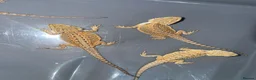 Bearded Dragon reptiles for sale: Bearded dragons  - Advert 5
