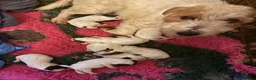 Jack Russell dogs for sale: Stunning puppies  - Advert 2