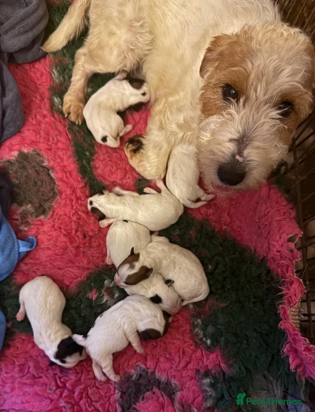 Jack Russell dogs for sale: Stunning puppies  - Advert 2