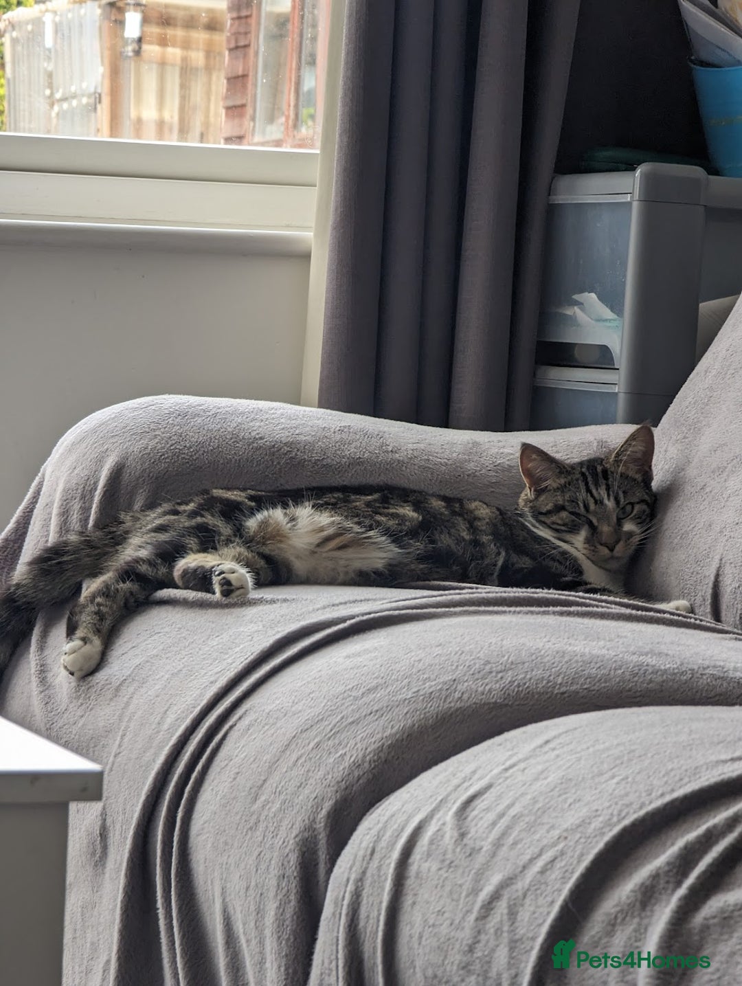 Domestic Shorthair cats for sale: Tabby cat  - Advert 2