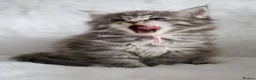 Maine Coon cats for sale: Ready to go, stunning TICA Registered Maine Coons - Advert 6