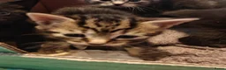 Mixed Breed cats for sale: Beautiful litter of kittens - Advert 10