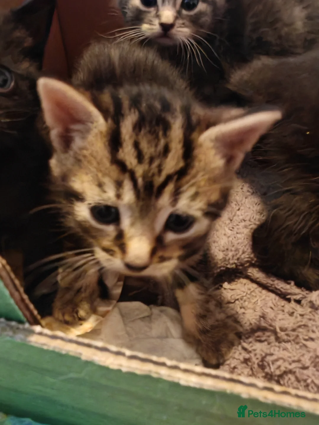 Mixed Breed cats for sale: Beautiful litter of kittens - Advert 10